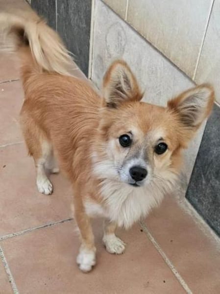 Chicolino süßer Zwerg sucht ein Zuhause