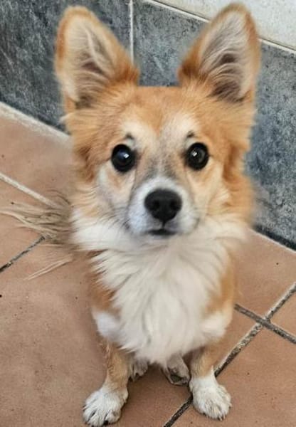 Chicolino süßer Zwerg sucht ein Zuhause