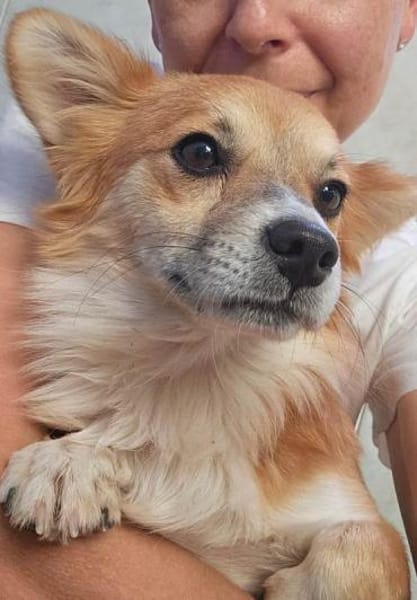 Chicolino süßer Zwerg sucht ein Zuhause