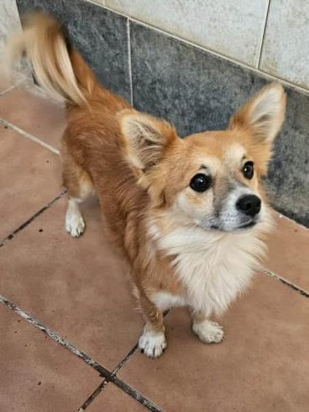 Chicolino süßer Zwerg sucht ein Zuhause