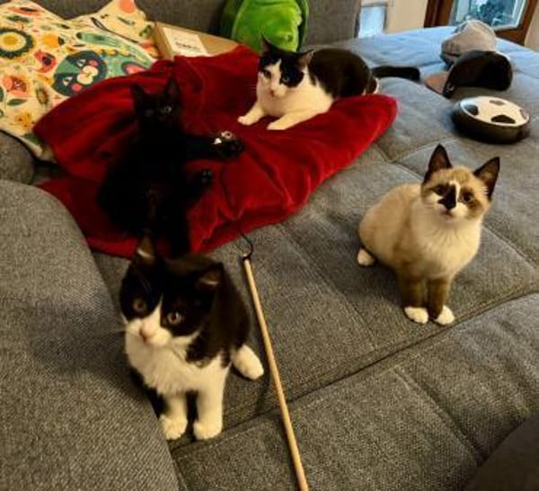 Katzenkinder Billy,Rosi  & Benni