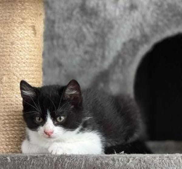 Katzenkinder Billy,Rosi  & Benni