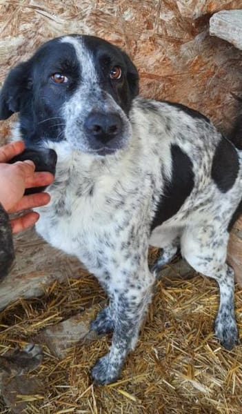 Mio  55 cm (Pflegestelle)