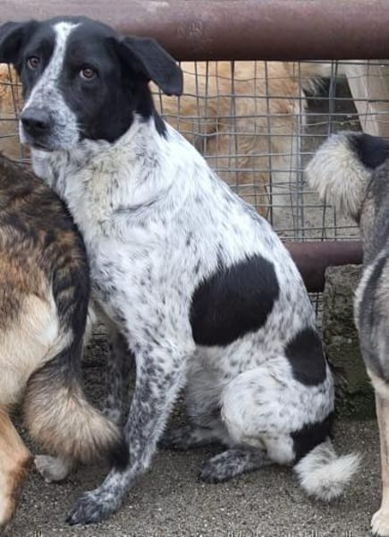 Mio  55 cm (Pflegestelle)