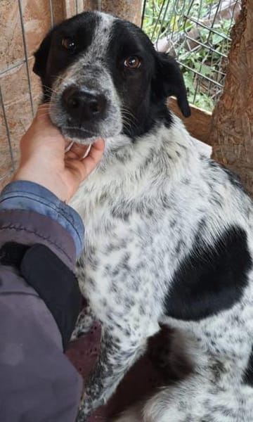 Mio  55 cm (Pflegestelle)