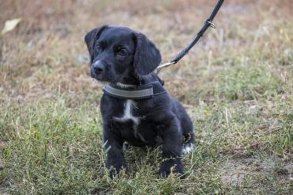 Matyi erobert die Welt und Herzen