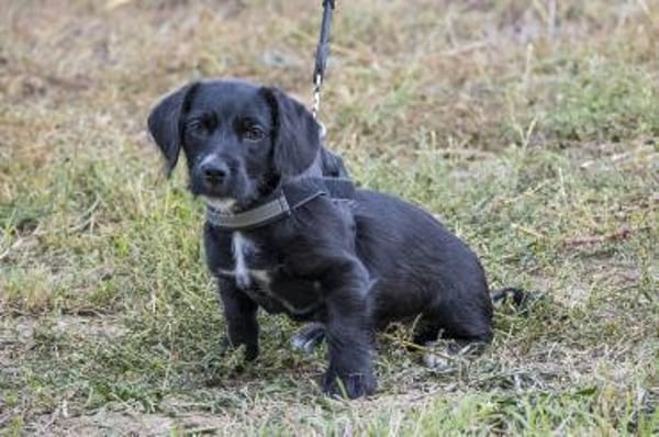 Matyi erobert die Welt und Herzen