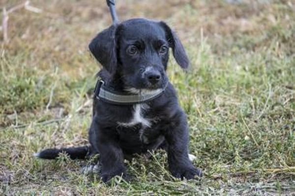 Matyi erobert die Welt und Herzen