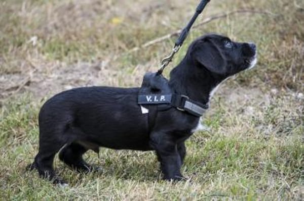 Matyi erobert die Welt und Herzen