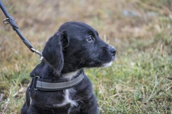 Matyi erobert die Welt und Herzen