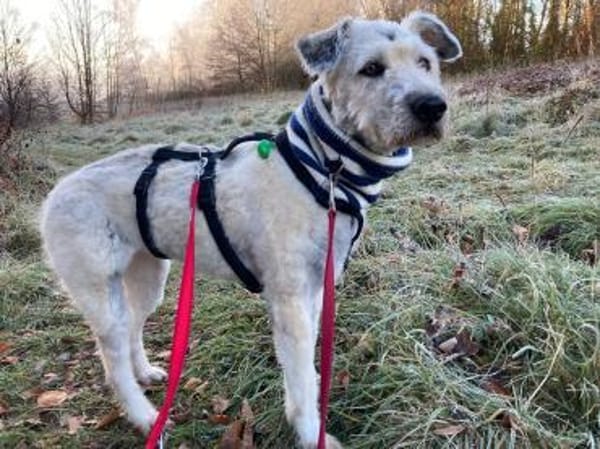 Maja, wie eine große Schneeflocke 🐾