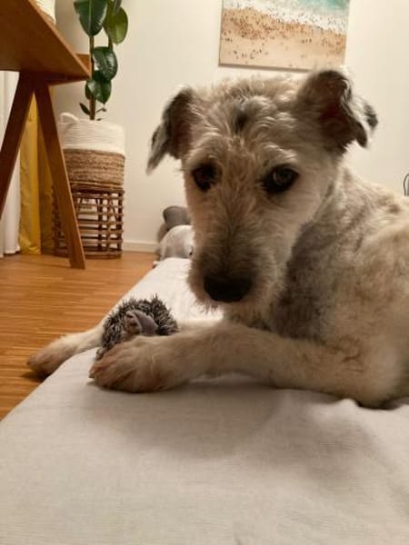 Maja, wie eine große Schneeflocke 🐾