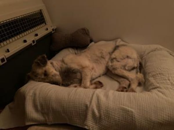 Maja, wie eine große Schneeflocke 🐾