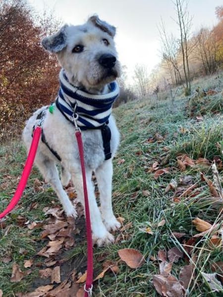 Maja, wie eine große Schneeflocke 🐾