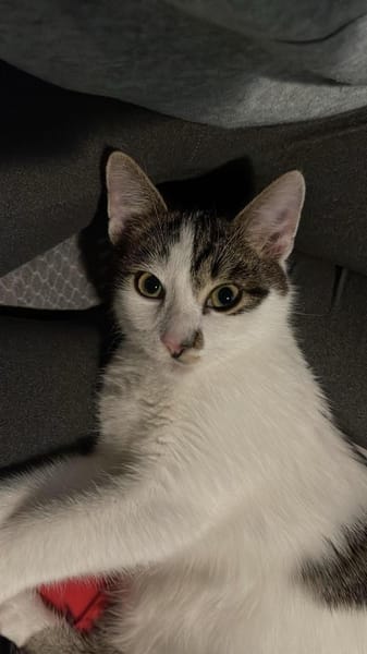 🐾Kater Ron sucht sein Für-immer-Zuhause