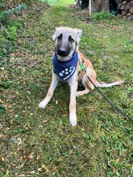 Peppino sucht sein Körbchen