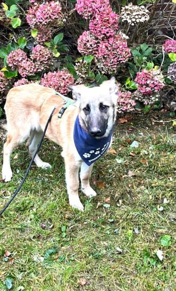 Peppino sucht sein Körbchen