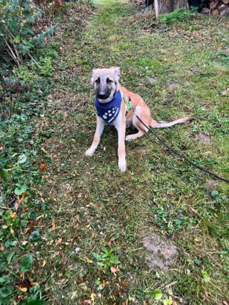 Peppino sucht sein Körbchen