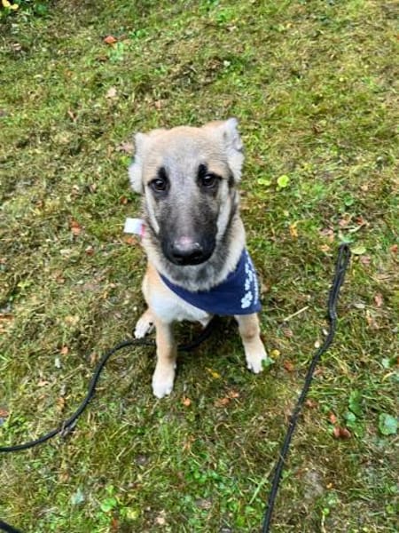 Peppino sucht sein Körbchen