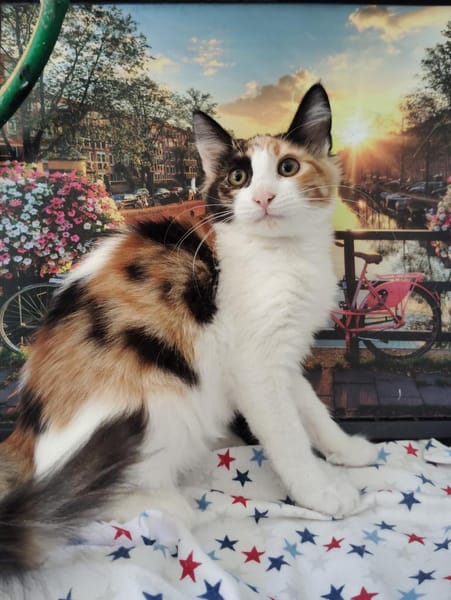 Happy aus dem Tierschutz