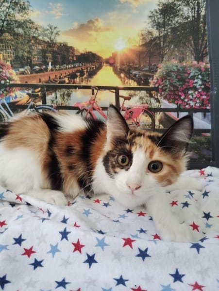 Happy aus dem Tierschutz