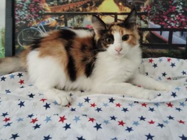 Happy aus dem Tierschutz