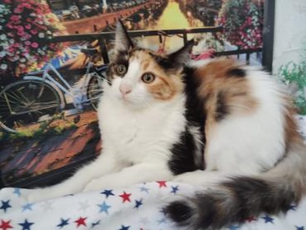 Happy aus dem Tierschutz