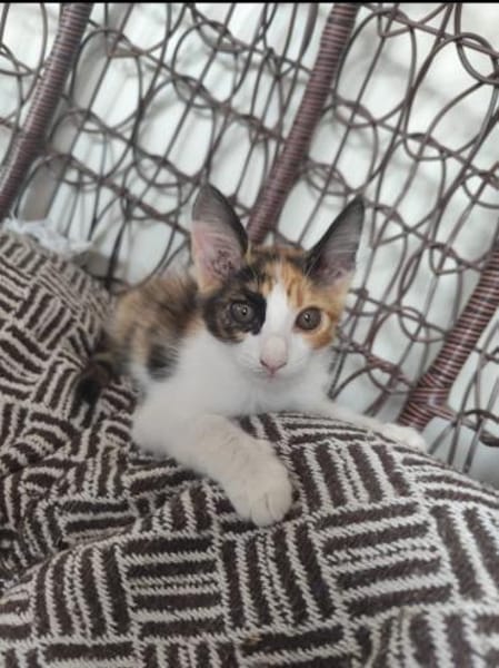 Happy aus dem Tierschutz