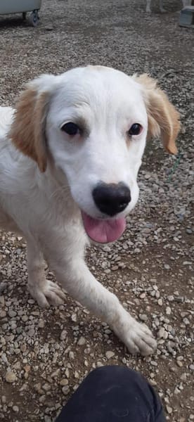 SMILLA 🧡🧡🧡MÖCHTE IHR HERZ EROBERN