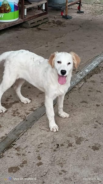 SMILLA 🧡🧡🧡MÖCHTE IHR HERZ EROBERN