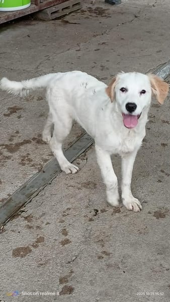 SMILLA 🧡🧡🧡MÖCHTE IHR HERZ EROBERN