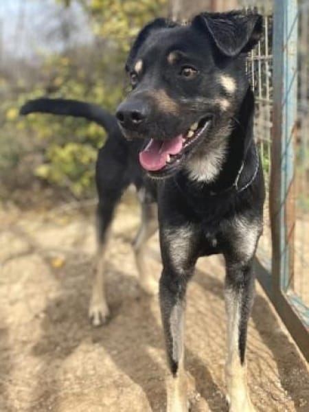 SMOKY sucht seinen neuen Menschen