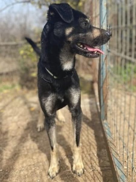 SMOKY sucht seinen neuen Menschen