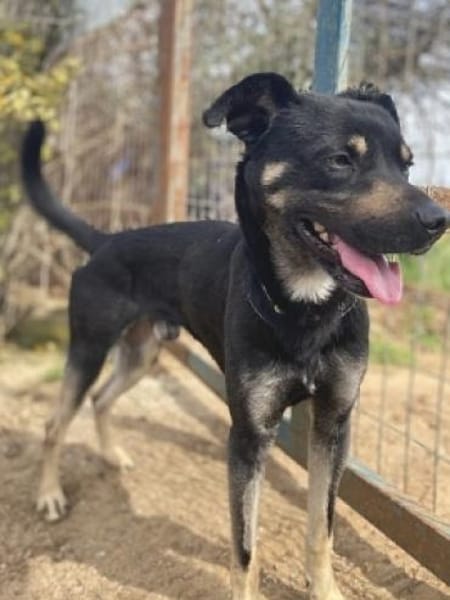 SMOKY sucht seinen neuen Menschen