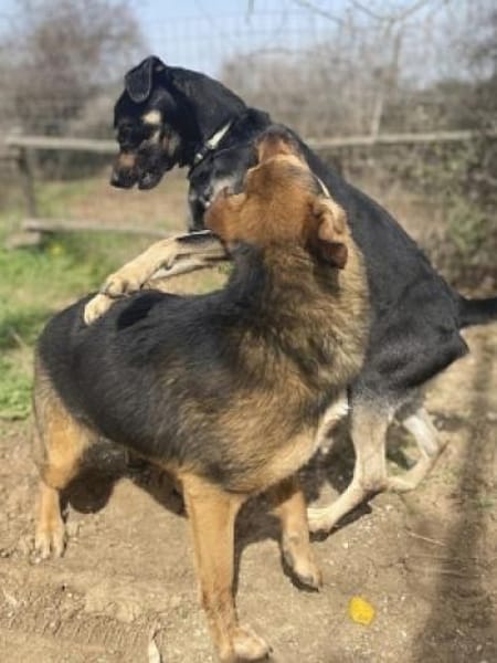 SMOKY sucht seinen neuen Menschen