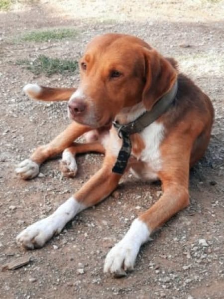 NELLO möchte sein Köfferchen packen