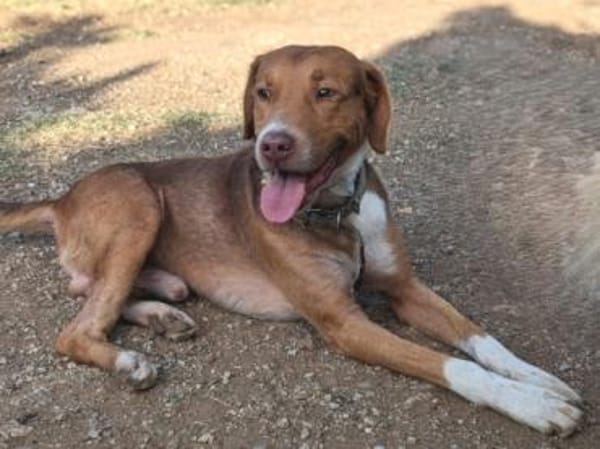 NELLO möchte sein Köfferchen packen