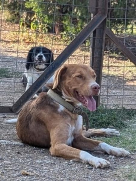 NELLO möchte sein Köfferchen packen