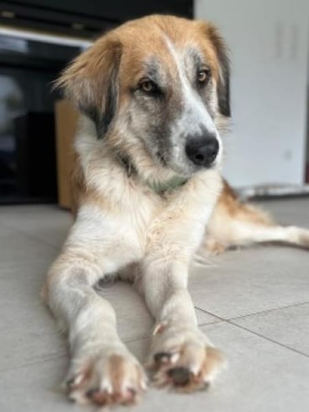 MANOLO - ein toller junger Hund