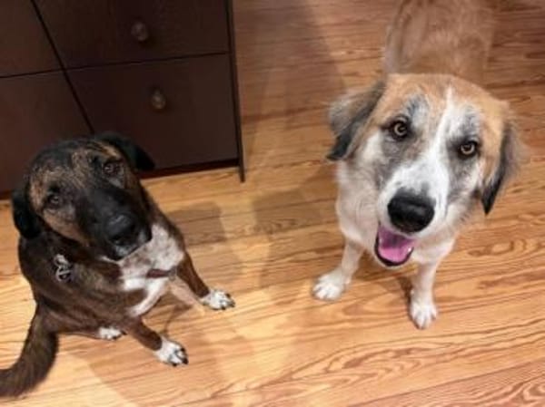 MANOLO - ein toller junger Hund