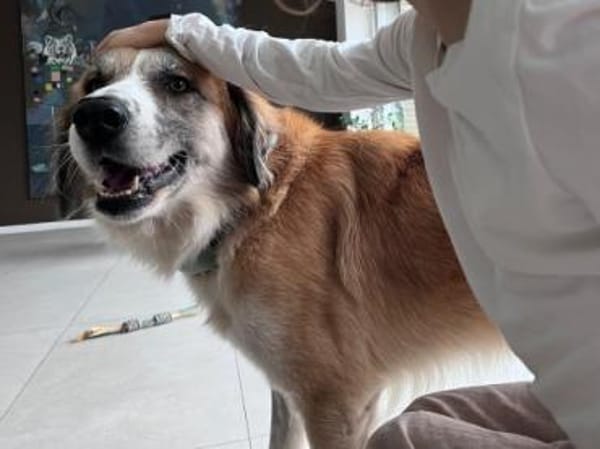 MANOLO - ein toller junger Hund