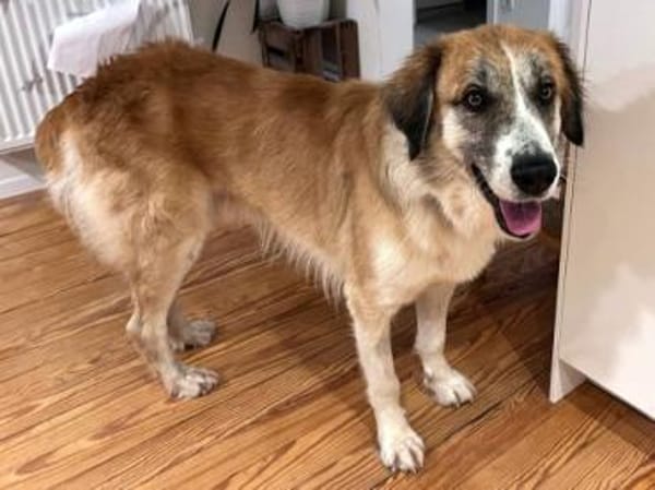 MANOLO - ein toller junger Hund