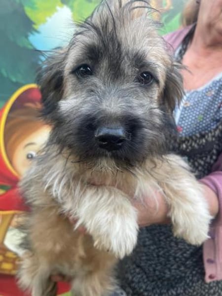 Hanni sucht ein Zuhause