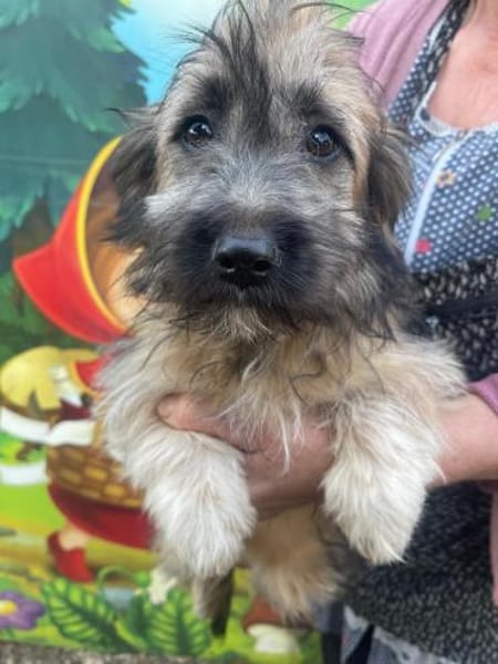 Hanni sucht ein Zuhause