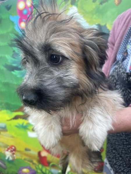 Hanni sucht ein Zuhause