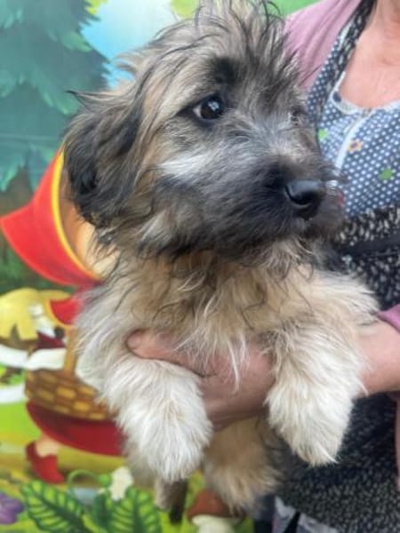 Hanni sucht ein Zuhause