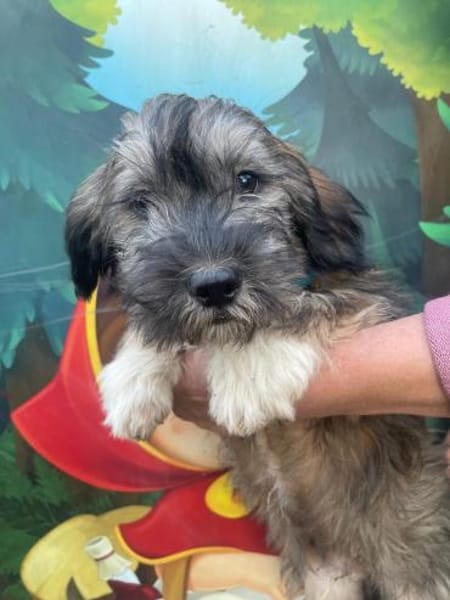 Hubert sucht ein Zuhause