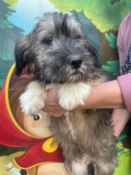 Hubert sucht ein Zuhause