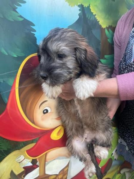 Hubert sucht ein Zuhause