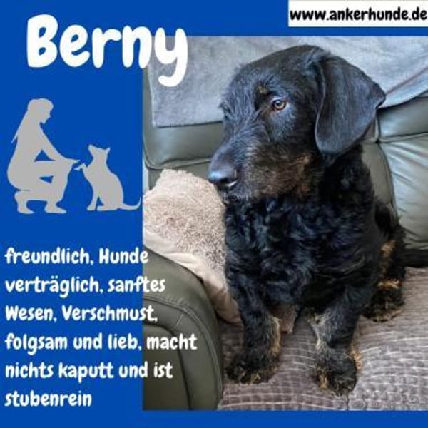 Bernysucht eine liebe Familie